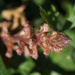 Zurück zum kompletten Bilderset Blutrote Sommerwurz rotbraun - Orobanche gracilis