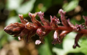 Blutrote Sommerwurz rotbraun Orobanche gracilis 03