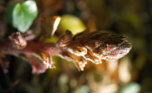 Blutrote Sommerwurz rotbraun Orobanche gracilis 04