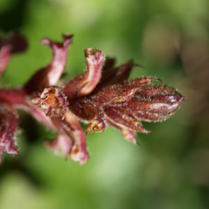 Blutrote Sommerwurz rotbraun Orobanche gracilis 07