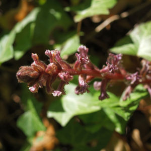 Blutrote Sommerwurz rotbraun Orobanche gracilis 09
