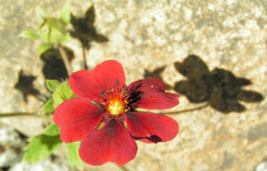 Blutrotes Fingerkraut Bluete rot Potentilla atrosanguinea 02