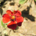 Zurück zum kompletten Bilderset Blutrotes Fingerkraut Blüte rot Potentilla atrosanguinea