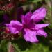 Zurück zum kompletten Bilderset Blutweiderich Lythrum salicaria