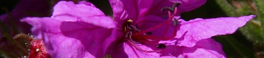 Anklicken um das ganze Bild zu sehen  Blutweiderich Lythrum salicaria