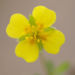 Zurück zum kompletten Bilderset Blutwurz Fingerkraut Blüte gelb Potentilla erecta