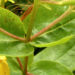 Zurück zum kompletten Bilderset Bocks-Johanniskraut Blüte gelb Hypericum hircinum