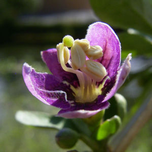 Bocksdorn gewoehnlicher Lycium barbarum 02