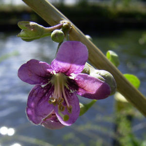 Bocksdorn gewoehnlicher Lycium barbarum 03