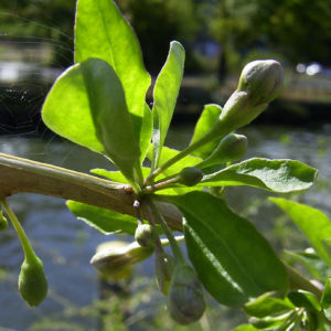Bocksdorn gewoehnlicher Lycium barbarum 04