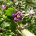 Zurück zum kompletten Bilderset Gemeiner Bocksdorn Blüte lila Lycium barbarum