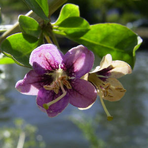 Bocksdorn gewoehnlicher Lycium barbarum 07