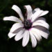Zurück zum kompletten Bilderset Bornholmer-Margerite Blüte weiß Osteospermum ecklonis