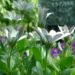 Zurück zum kompletten Bilderset Bornholm-Margerite Blüte weiß Osteospermum ecklonis