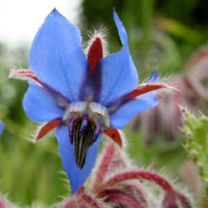 Borretsch Bluete hellblau Borago officinalis 04