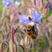 Zurück zum kompletten Bilderset Borretsch Blüte hellblau - Borago officinalis