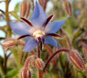 Borretsch Bluete hellblau Borago officinalis 09