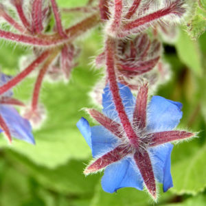 Borretsch Bluete hellblau Borago officinalis 11