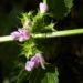 Zurück zum kompletten Bilderset Borsten Bergminze Blüte pink Clinopodium vulgare