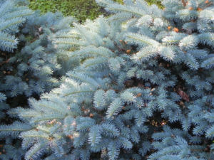 Borsten Fichte Bluete braun Picea asperata 25