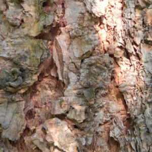 Borsten Fichte Borke braun Picea asperata 03