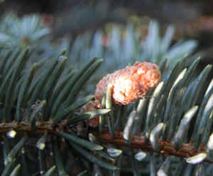 Borsten Fichte Nadel silber gruen Picea asperata 02