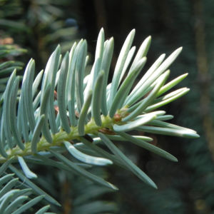 Borsten Fichte Nadel silber gruen Picea asperata 03