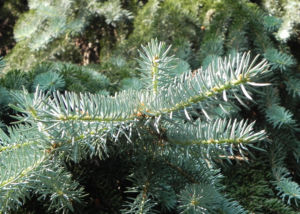 Borsten Fichte Nadel silber gruen Picea asperata 04