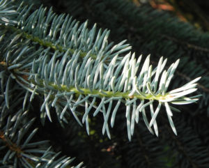Borsten Fichte Nadel silber gruen Picea asperata 05