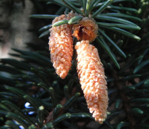 Borsten Fichte Nadel silber gruen Picea asperata 06