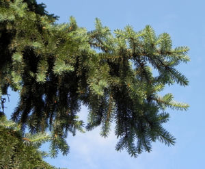 Borsten Fichte Nadel silber gruen Picea asperata 07