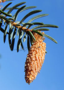 Borsten Fichte Nadel silber gruen Picea asperata 09