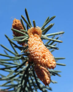 Borsten Fichte Nadel silber gruen Picea asperata 10