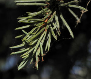 Borsten Fichte Picea asperata 16