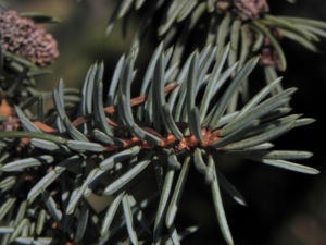 Borsten Fichte Picea asperata 18