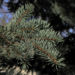 Zurück zum kompletten Bilderset Borsten-Fichte Nadel blaugrün Rinde braun Picea asperata