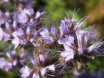 Bild:  Borstiger Bienenfreund Blüte zartlila Phacelia tanacetifolia