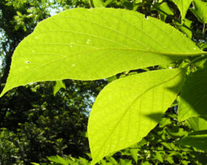 Borstiger Fluegelstorax Blueten weiss Pterostyrax hispida 12