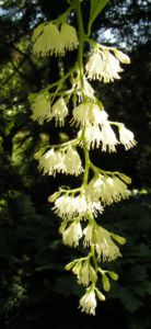 Borstiger Fluegelstorax Blueten weiss Pterostyrax hispida 14
