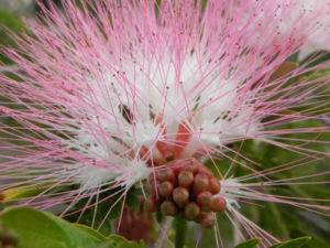 Brasilianischer Regenbaum Blüte pink weiß Samanea saman