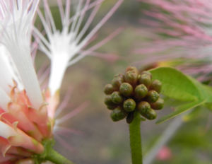 Brasilianischer Regenbaum Blüte pink weiß Samanea saman