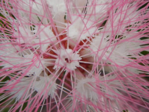 Brasilianischer Regenbaum Blüte pink weiß Samanea saman
