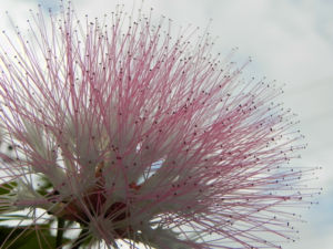 Brasilianischer Regenbaum Blüte pink weiß Samanea saman