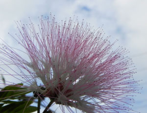 Brasilianischer Regenbaum Blüte pink weiß Samanea saman