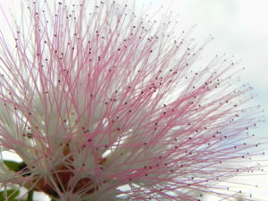 Brasilianischer Regenbaum Blüte pink weiß Samanea saman