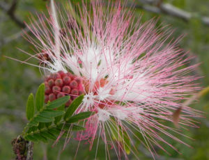 Brasilianischer Regenbaum Blüte pink weiß Samanea saman