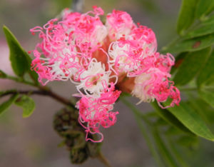 Brasilianischer Regenbaum Blüte pink weiß Samanea saman