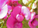 Zurück zum kompletten Bilderset Breitblättrige Platterbse Blüte rosa Lathyrus latifolius