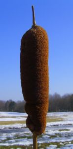 Breitblaettriger Rohrkolben braun Typha latifolia 01