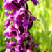 Zurück zum kompletten Bilderset Breitblättriges Knabenkraut Blüte lila Dactylorhiza majalis
